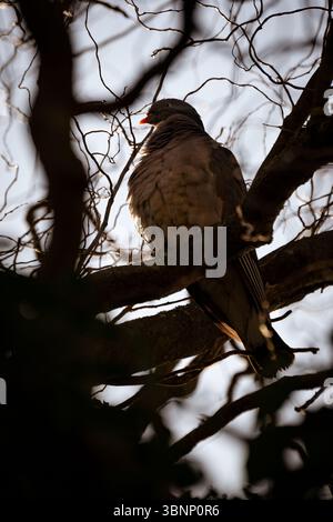 Holztaube (Columba palumbus), die bei Sonnenuntergang auf einem Baumzweig thront Stockfoto