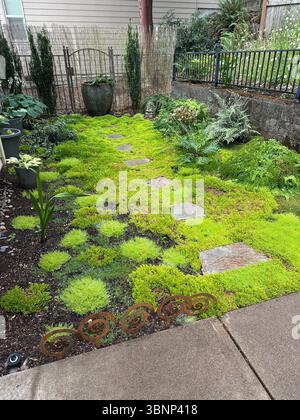 Ein schattiger Garten mit Moos, Farnen, Hostas und Trittsteinen im Hinterhof eines Hauses in Eugene, Oregon. Stockfoto