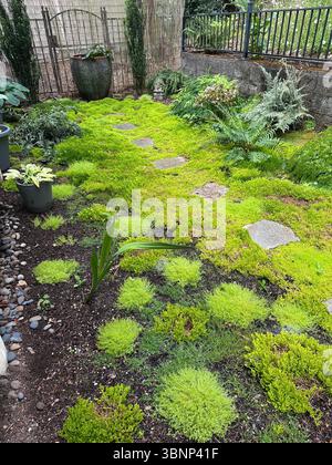 Ein schattiger Garten mit Moos, Farnen, Hostas und Trittsteinen im Hinterhof eines Hauses in Eugene, Oregon. Stockfoto
