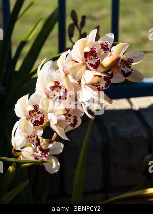 Ein Stamm von Cymbidium Orchid Flowers, Flügel cremeweiße Blütenblätter und dunkelrote Mitte Stockfoto