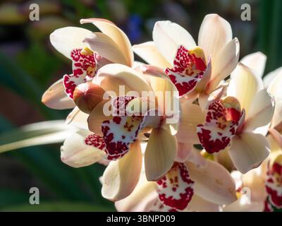 Ein Stamm von Cymbidium Orchid Flowers, Flügel cremeweiße Blütenblätter und dunkelrote Mitte Stockfoto