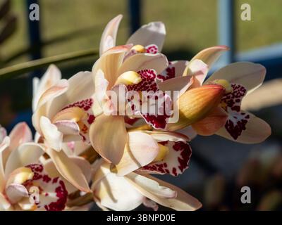 Ein Stamm von Cymbidium Orchid Flowers, Flügel cremeweiße Blütenblätter und dunkelrote Mitte Stockfoto