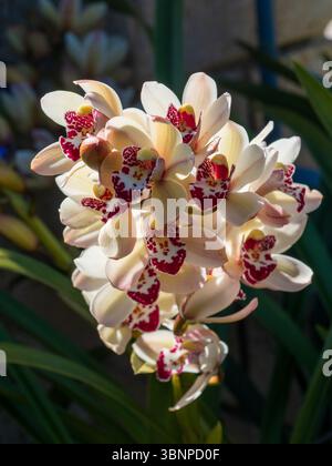 Ein Stamm von Cymbidium Orchid Flowers, Flügel cremeweiße Blütenblätter und dunkelrote Mitte Stockfoto
