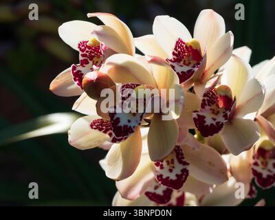 Ein Stamm von Cymbidium Orchid Flowers, Flügel cremeweiße Blütenblätter und dunkelrote Mitte Stockfoto