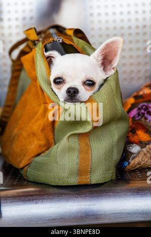 Reisen mit einem Haustier. Weißer Chihuahua in einer Hundetrage, süßes Porträt eines kleinen Hundes Stockfoto
