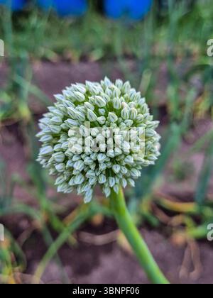 Zwiebelblume blüht im Garten. Stockfoto