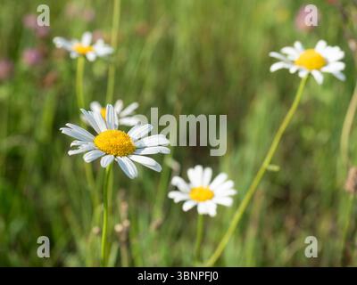 Gänseblümchen wachsen in einer Wiese Stockfoto