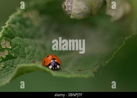 Makrofotografie eines Marienkäfers in natürlicher Umgebung, krabbelnd an einem Blattrand mit weichem grünem Hintergrund und sichtbaren Blattdetails Stockfoto
