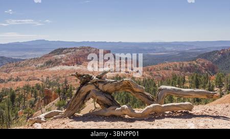 Großer Hoodoo im Bryce Canyon National Park in Utah, USA Stockfoto