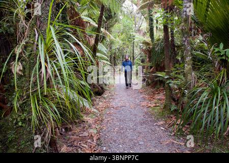 Pororari River Walk, Paparoa National Park, Südinsel, Neuseeland Stockfoto