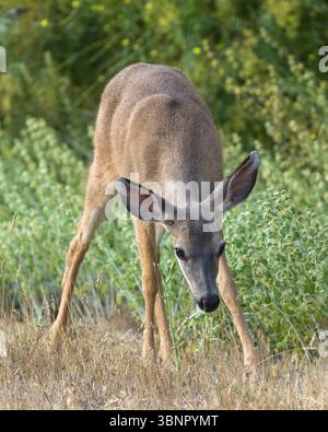 Junge Schwarzschwanzhirsche auf der Weide. McClellan Ranch Park, Santa Clara County, Kalifornien. Stockfoto