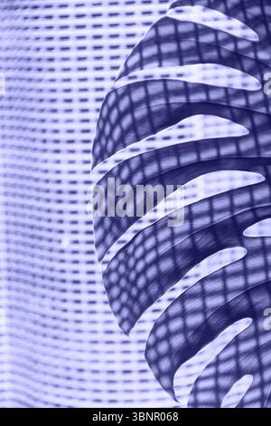 Blatt der tropischen Pflanzenmonstera mit Vorhangschatten sehr peri Farbe des Jahres 2022 Stockfoto