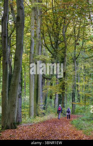 Ein paar Wanderer, die durch wunderschöne Herbstfarben in einem niederländischen Wald, Zwolle, Nederland, spazieren gehen Stockfoto