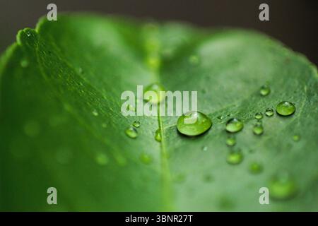 Makronaht von Wassertröpfchen auf Green Leaf Stockfoto