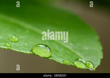 Makronaht von Wassertröpfchen auf Green Leaf Stockfoto