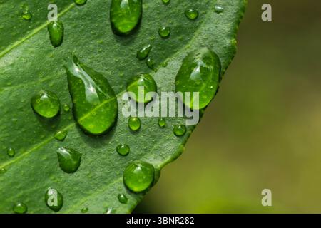 Makronaht von Wassertröpfchen auf Green Leaf Stockfoto