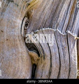 Die abstrakten Muster in einem Stück Treibholz, das an einem Strand angespült wurde Stockfoto