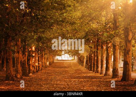 Der von Bäumen gesäumte Herbstweg wird in flachem Design mit gefallenen Blättern, sonnendurchflutetem Vordach und Tor gezeigt Stockfoto