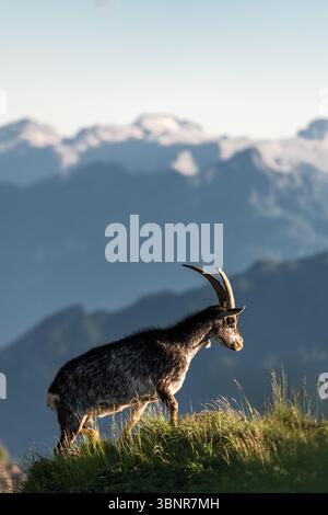 Die Silhouette des Alpensteinbocks vor dem Sonnenuntergang in den Dolomiten. Stockfoto