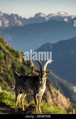 Die Silhouette des Alpensteinbocks vor dem Sonnenuntergang in den Dolomiten. Stockfoto