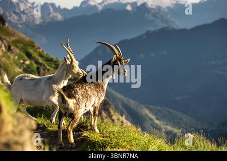 Die Silhouette des Alpensteinbocks vor dem Sonnenuntergang in den Dolomiten. Stockfoto