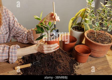 Nahaufnahme von Frauen, die Hauspflanzen mit Gartenwerkzeugen und Boden zu Hause pflegen, Zimmerpflanzenpflege und Öko-Living-Konzept Stockfoto