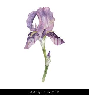 Iris violett-Flieder, eine Blume mit ungeöffneter Knospe. Aquarellillustration einer Sommerblume ist handgezeichnet in einem botanischen Stil in einer zarten Farbe Stockfoto