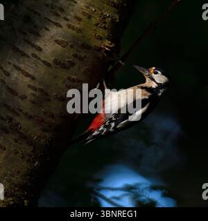 im dunklen Wald... Buntspecht Dendrocopos Major , Altvogel, im Lichtspot an der Bruthöhle in einer Kirsche, heimische Natur, schöne Farben, klares Licht, geheimnisvolles Bild *** Großspecht am Nistloch tief im Wald, Tierwelt, Europa. Nordrhein-Westfalen Deutschland, Westeuropa Stockfoto