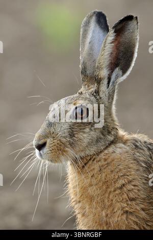 Nahaufnahme von Braunenhase (Lepus europaeus) / Feldhase in netter Hintergrundbeleuchtung sitzend auf einem Maisfeld, Tierwelt, Europa. Stockfoto