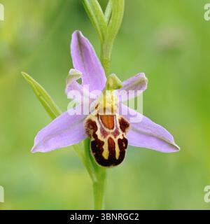 Bienen-Ragwurz (Ophrys apifera), Nahaufnahme, Blütenstand, blühende Blüte, wilde Orchidee, einheimische Arten, Tierwelt, Europa. Stockfoto