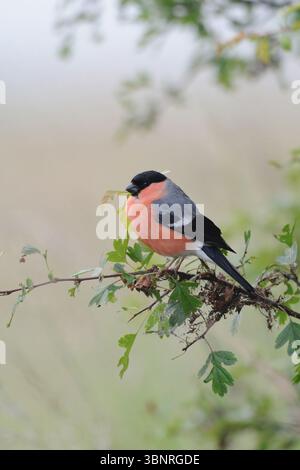 Schöner farbiger eurasischer Bullfink im Frühling, farbenfroher, bekannter und geläufiger Vogel über Europe.beautiful Jahre Stockfoto