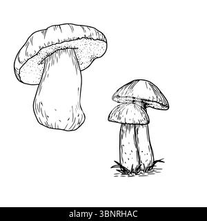 Waldpilze im Gras, schwarze und weiße Tinte. Vektorabbildung. Ein Herbstset für einen Pilzpflücker, isoliert auf weißem Hintergrund. F Stock Vektor