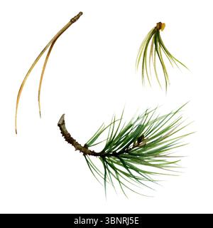 Kiefernnadeln Cluster Teig, Fichtenstritzenzweig, Weihnachtsdekoration Element. Isolierte botanische Illustration handgezeichnet in Aquarellen Stockfoto