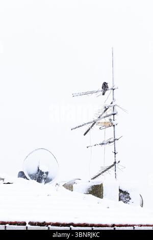 Schneebedeckte Winterlandschaft mit einer Krähe, die bei schneebedecktem Wetter auf einer Satellitenschüssel auf dem Dach thront Stockfoto