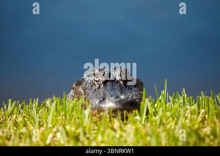 Alligator im Everglades Sumpf Stockfoto