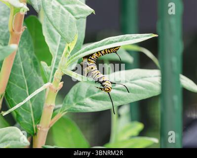 Monarch-Raupe ernährt sich von der Milkweed-Pflanze Stockfoto