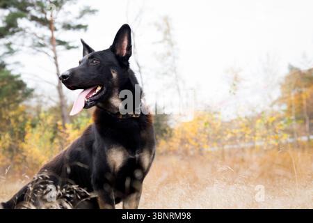 Ein wachsamer, schwarz-brauner Schäferhund mit ausgezogener Zunge auf einem Feld mit einem unscharfen, hellen Herbsthintergrund. Stockfoto