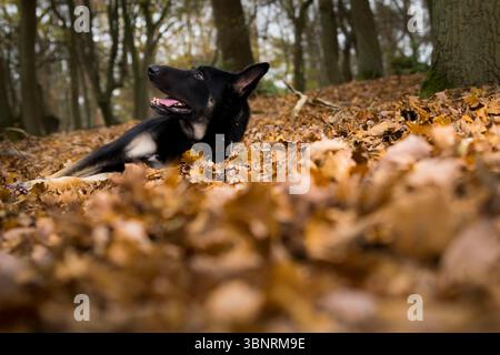 Ein schöner schwarz-brauner Schäferhund liegt fröhlich inmitten von lebhaftem Herbstlaub in einer ruhigen Waldlandschaft. Stockfoto