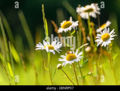Helle Gänseblümchen auf einer sonnendurchfluteten Wiese mit einer Biene, die Pollen sammelt Stockfoto