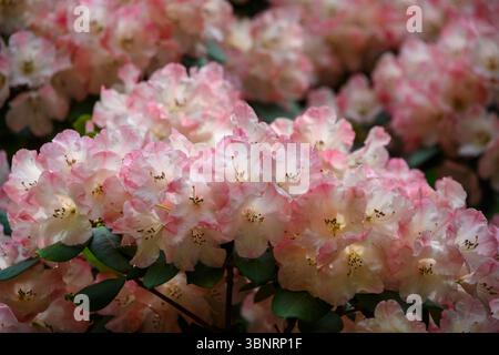 Rhododendron blüht in voller Blüte in einem Garten Stockfoto