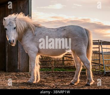 Weißes Pony steht bei Sonnenuntergang noch in der Nähe stabil Stockfoto