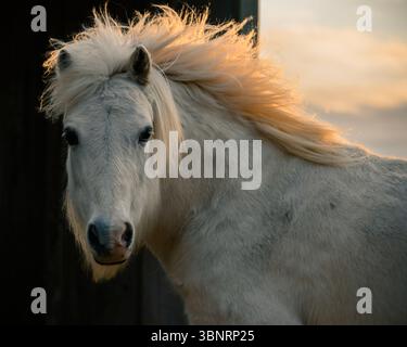 Majestätisches weißes Pferd mit fließender Mähne bei Sonnenuntergang Stockfoto
