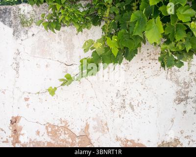 Grüne Weinblätter über rustikaler weißer Wand, Algarve, Portugal. Stockfoto