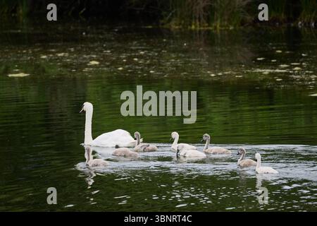 Eine Familie stummer Schwäne gleitet im Frühjahr anmutig über einen ruhigen See, umgeben von üppigen grünen Reflexen, die auf der Wasseroberfläche tanzen Stockfoto