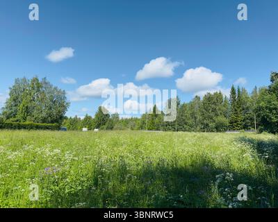 Eine lebhafte grüne Wiese mit weißen Wildblumen unter einem hellblauen Himmel an einem sonnigen Tag. Stockfoto