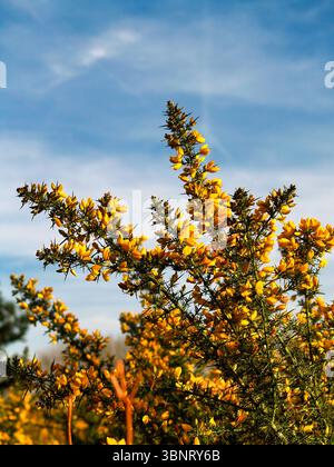 Ein gelber Gorse-Busch vor einem blauen Himmel Stockfoto