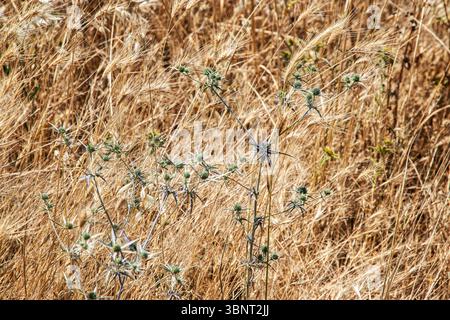 Helle, stachelige Eryngium Campestre Disteln zwischen goldenem Wildweizen am Meer, Nahaufnahme als natürlicher Sandstrand Stockfoto