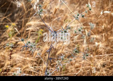 Helle, stachelige Eryngium Campestre Disteln zwischen goldenem Wildweizen am Meer, Nahaufnahme als natürlicher Sandstrand Stockfoto