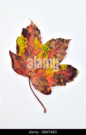 Einzelnes herbstliches gelbgrünes und braunes Blatt und Stiel von Sycamore mit glattem Hintergrund Stockfoto