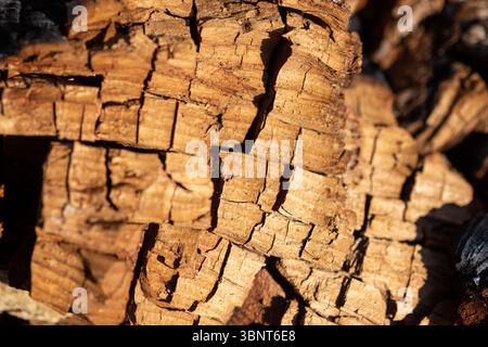 Nahaufnahme der verkohlten Baumrinde nach Wildfire Stockfoto